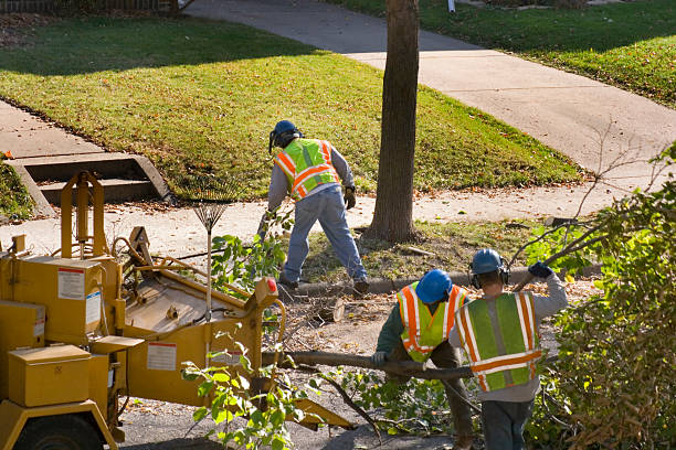 How Our Tree Care Process Works  in  The Villages, FL